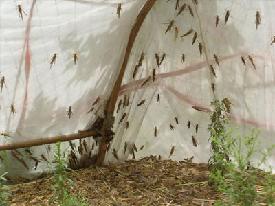 螞蚱養(yǎng)殖網3