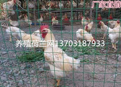 養(yǎng)殖圍欄網(wǎng)